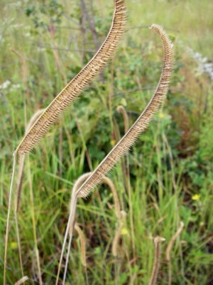 Toothache Grass